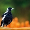 Fletnak australsky - Gymnorhina tibicen - Australian Magpie o9391